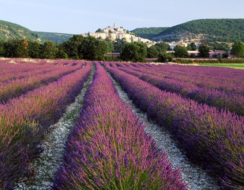 Lavender fields with village view