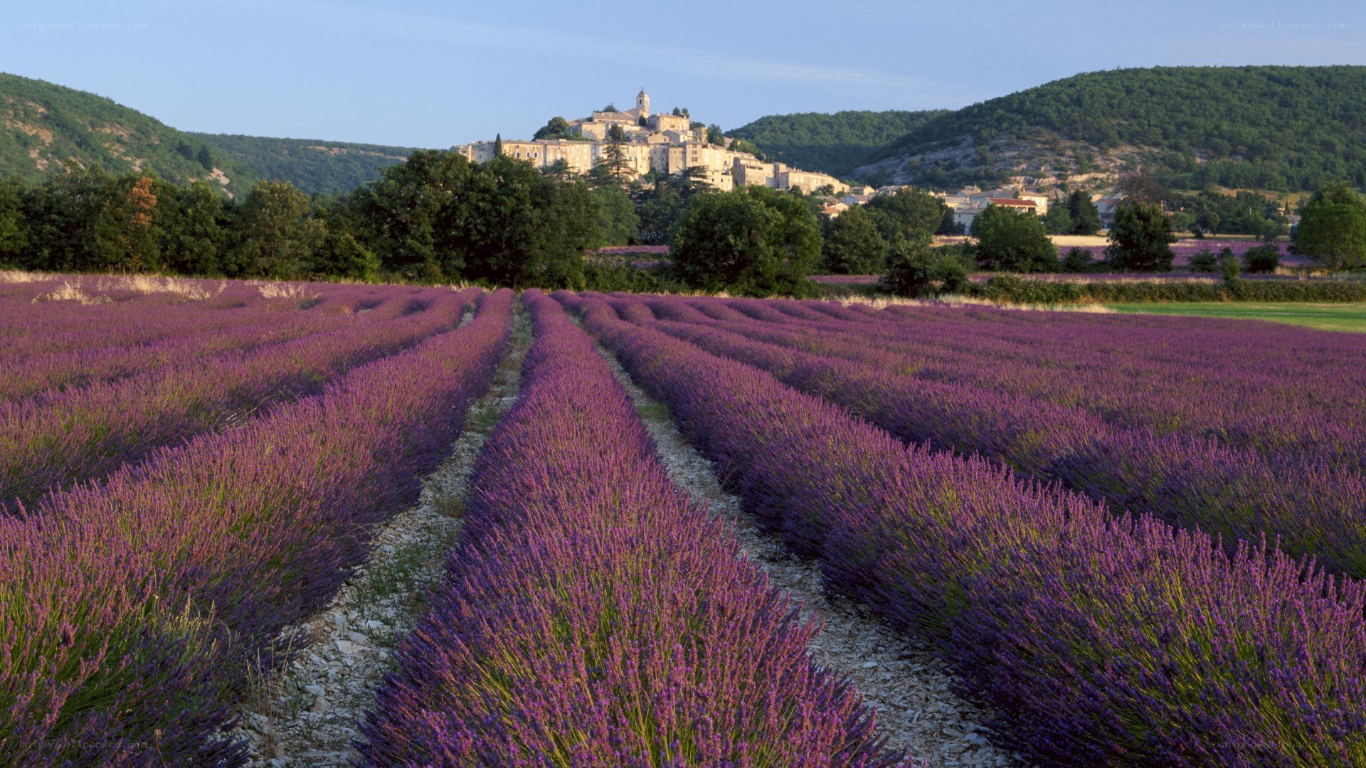 Lavender fields with village view