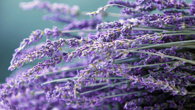 Lavender Flower Bouquet — Purple, Calm