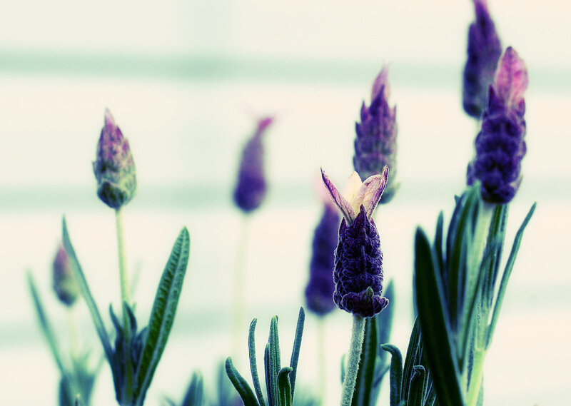 Lavender Flower Buds — Purple, Serene