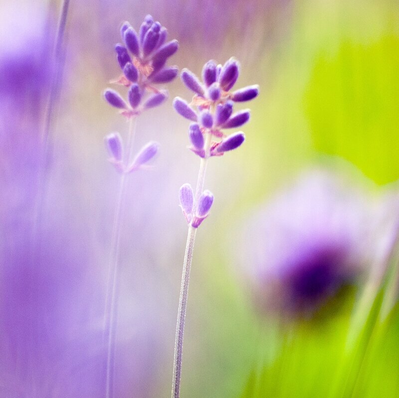 Lavender Flower Buds
