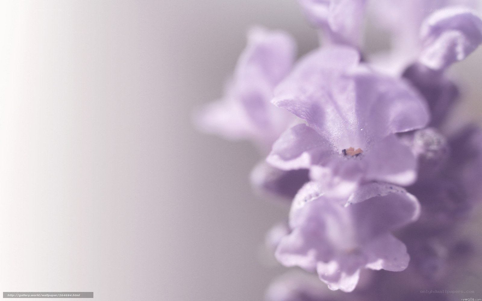 lavender flower close-up