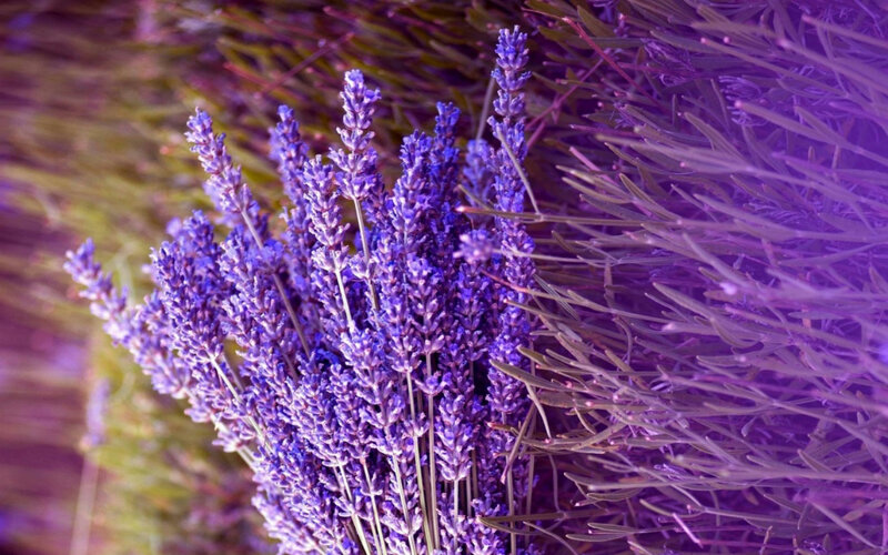 Lavender Flower Cluster — Purple