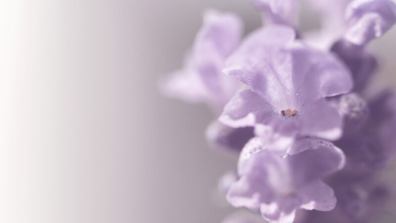 Lavender Flower Cluster