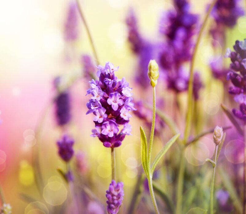 Lavender Flower in Bloom