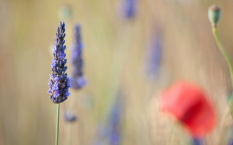 Lavender Flower in Field