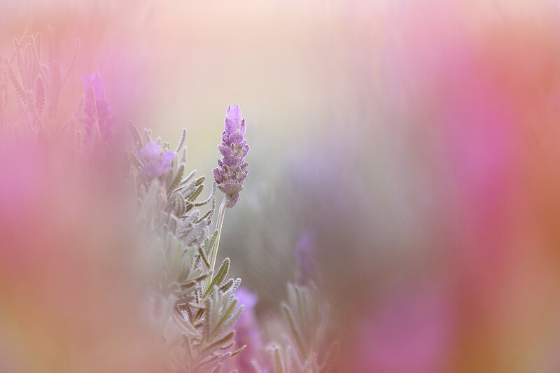 Lavender Flower in Focus — Purple