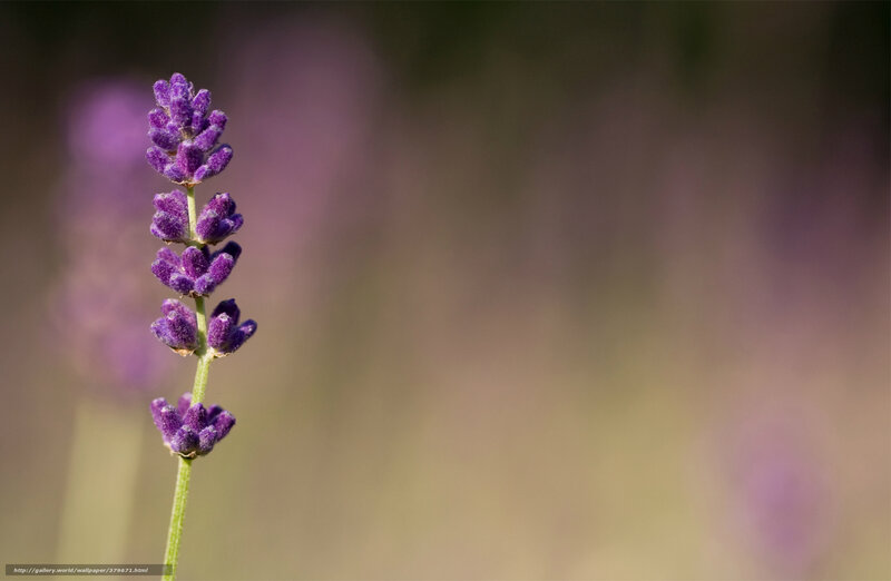 Lavender flower in focus