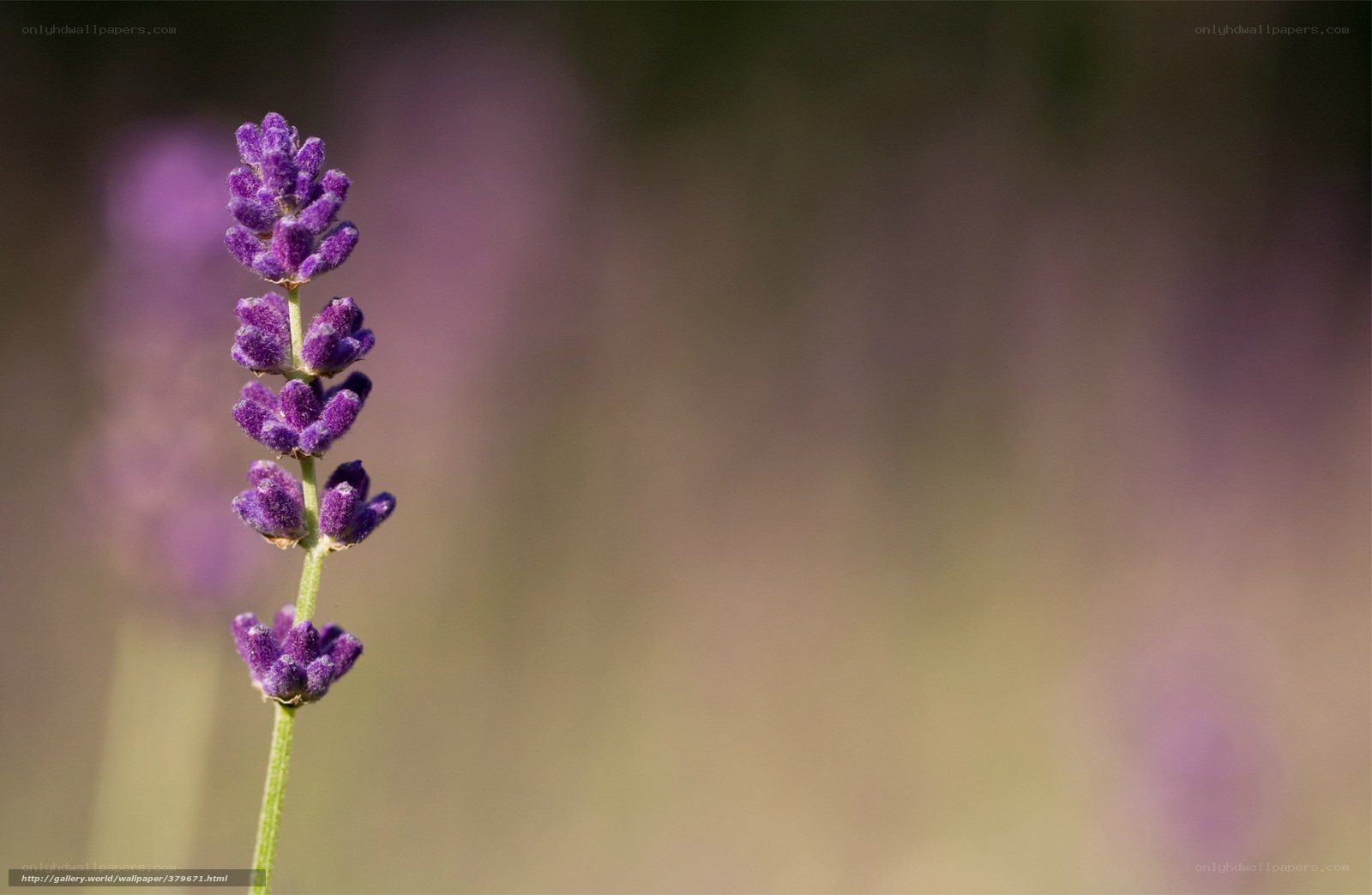Lavender flower in focus