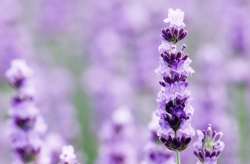 Lavender Flower Spike — Purple