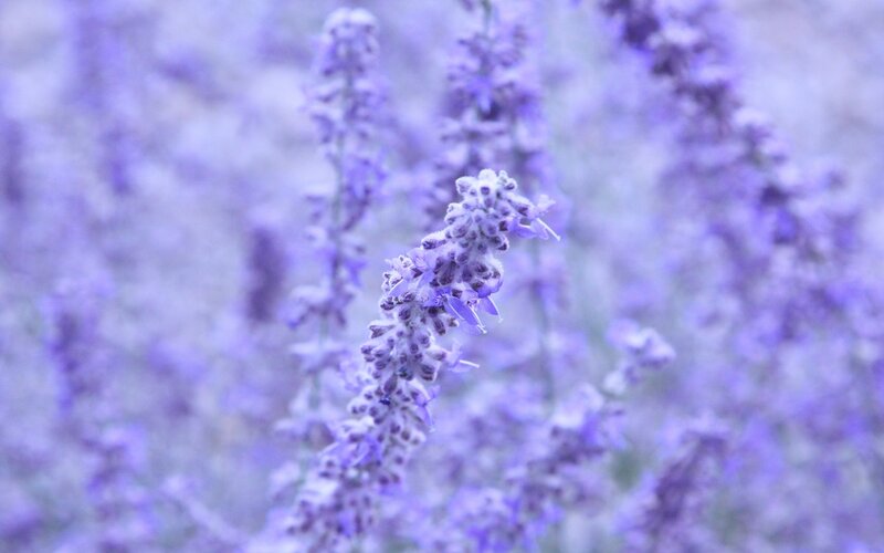 Lavender Flower Spike