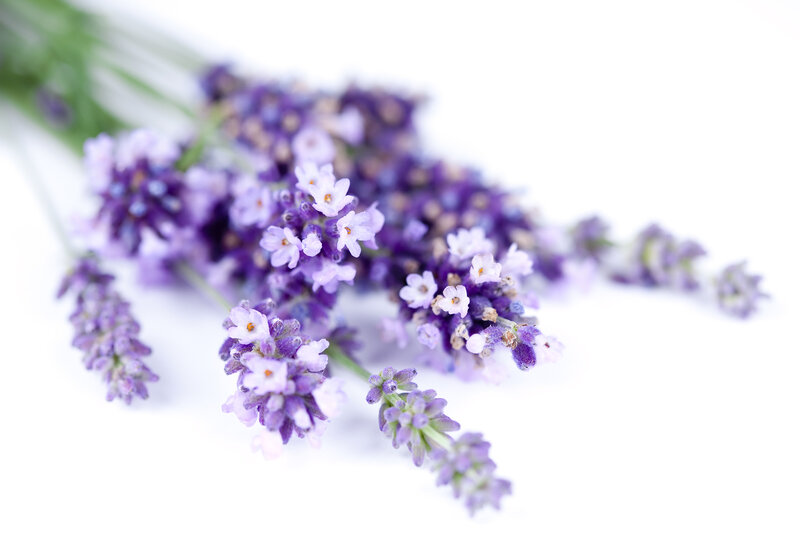 Lavender Flower Sprigs — Purple, Calm