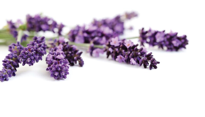 Lavender Flower Sprigs — Purple