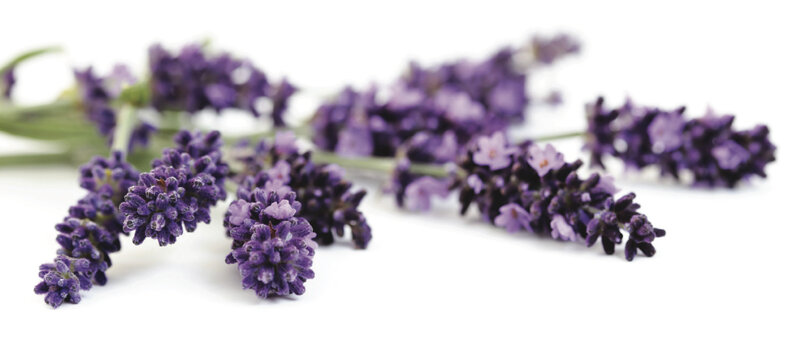 Lavender Flower Sprigs