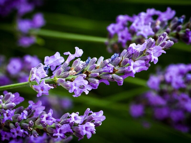 Lavender Flower Stalk — Purple