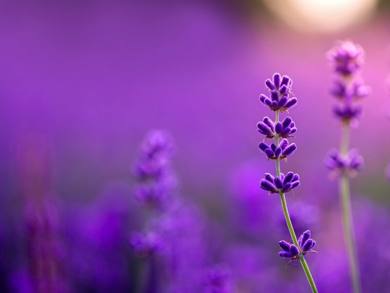 Lavender Flower Stalk