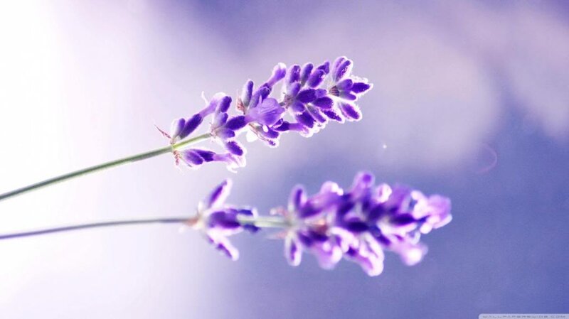 Lavender Flower Stalks — Purple