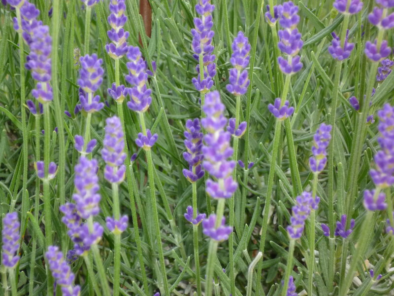 Lavender Flower Stalks