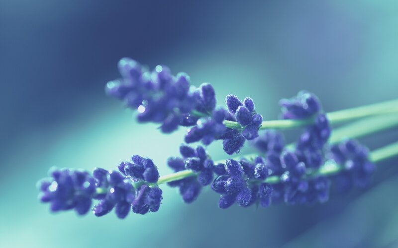 Lavender Flower with Dew