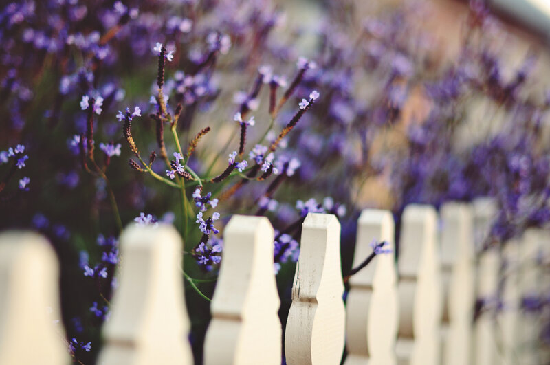 Lavender Flowers and Fence