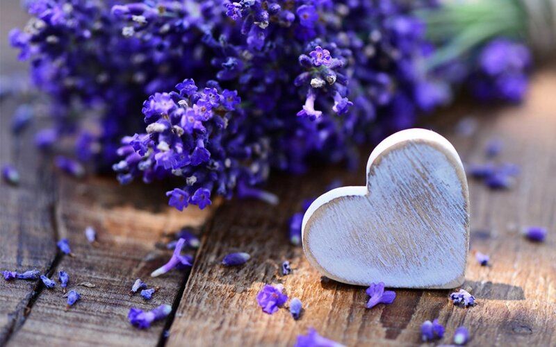 Lavender Flowers and Heart