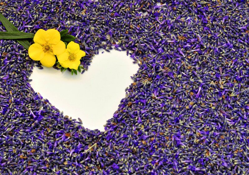 Lavender Flowers and Yellow Flower