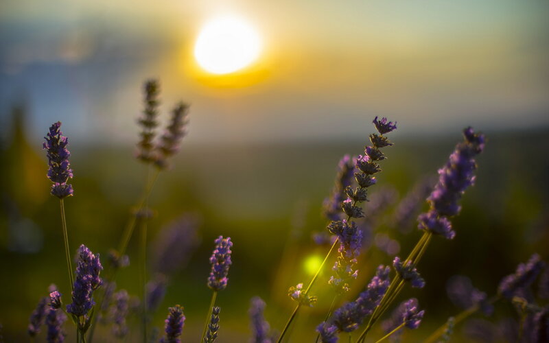 Lavender Flowers at Sunset — Purple