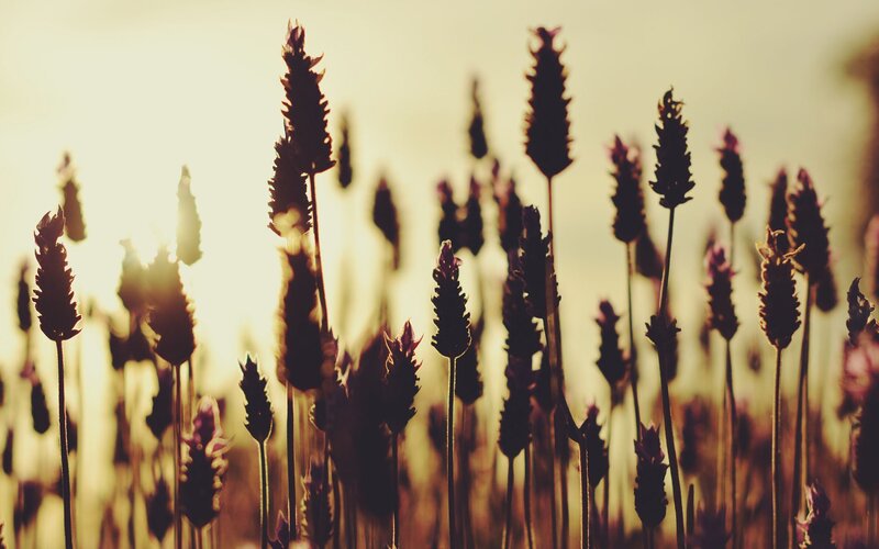 Lavender Flowers at Sunset — Yellow