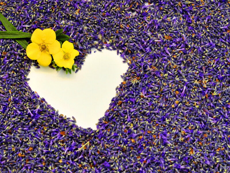 Lavender Flowers Forming Heart