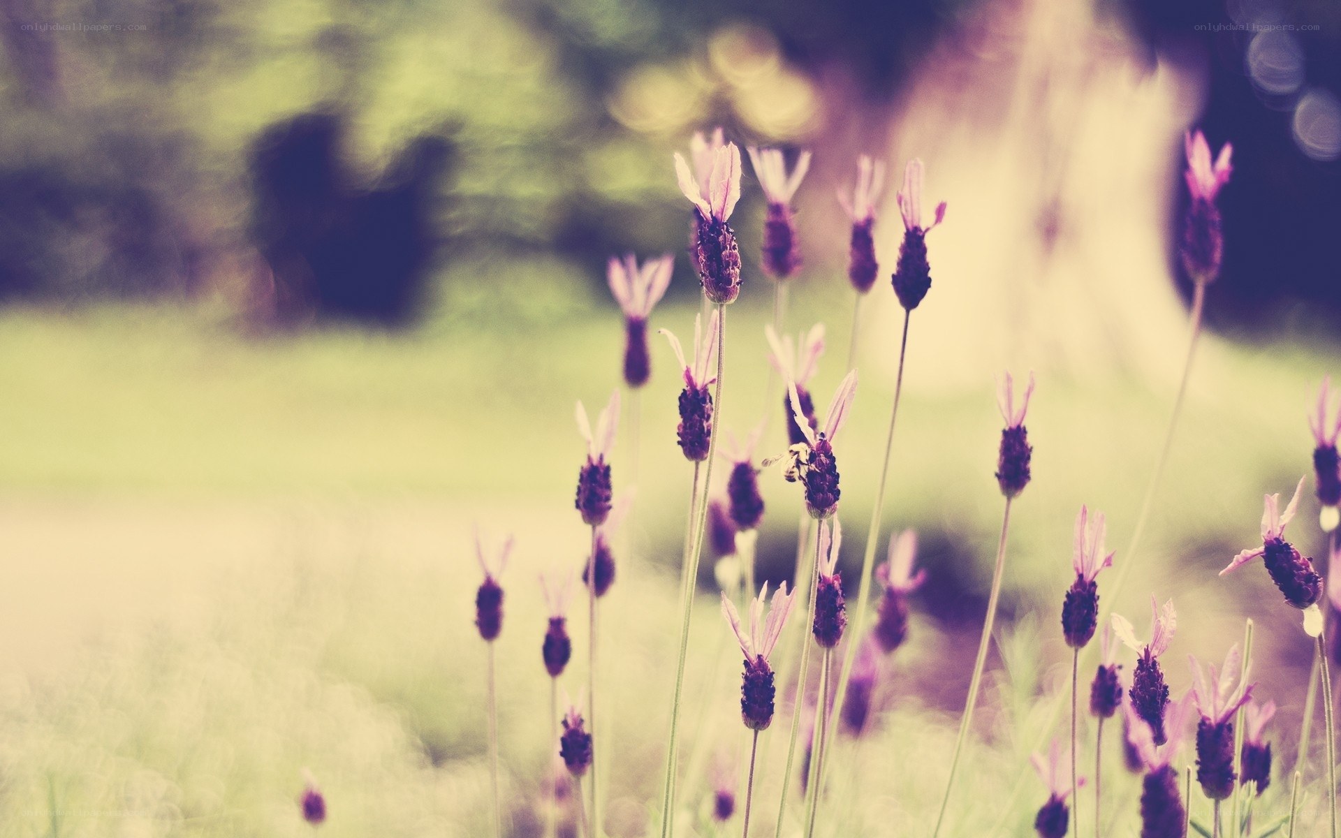 Lavender flowers in a field