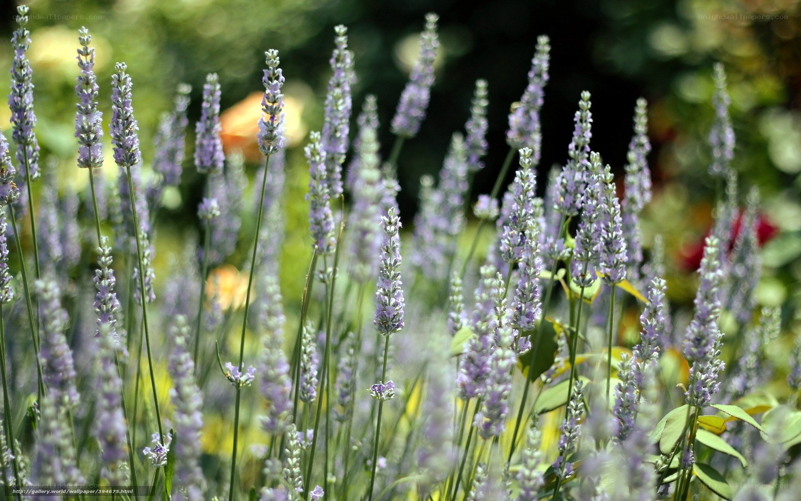 Lavender flowers in a garden