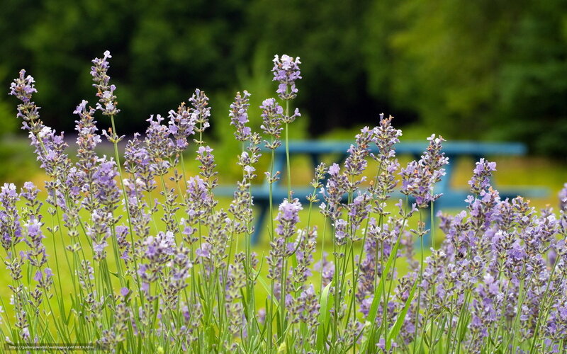 Lavender flowers in a garden
