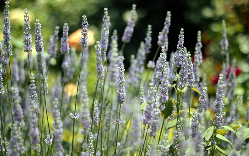 Lavender flowers in a garden
