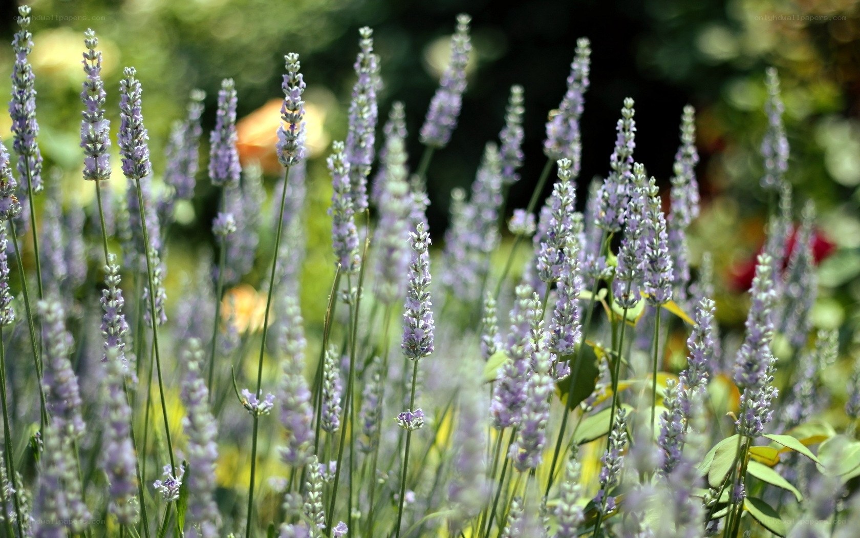 Lavender flowers in a garden