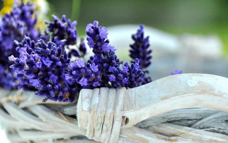 Lavender Flowers in Basket — Purple, Calm