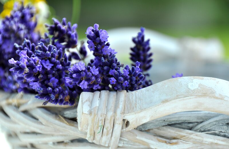 Lavender Flowers in Basket — Purple