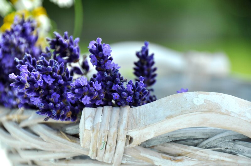 Lavender Flowers in Basket