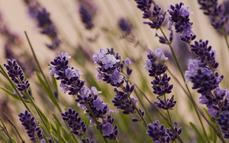 Lavender Flowers in Bloom — Purple, Calm, Afternoon