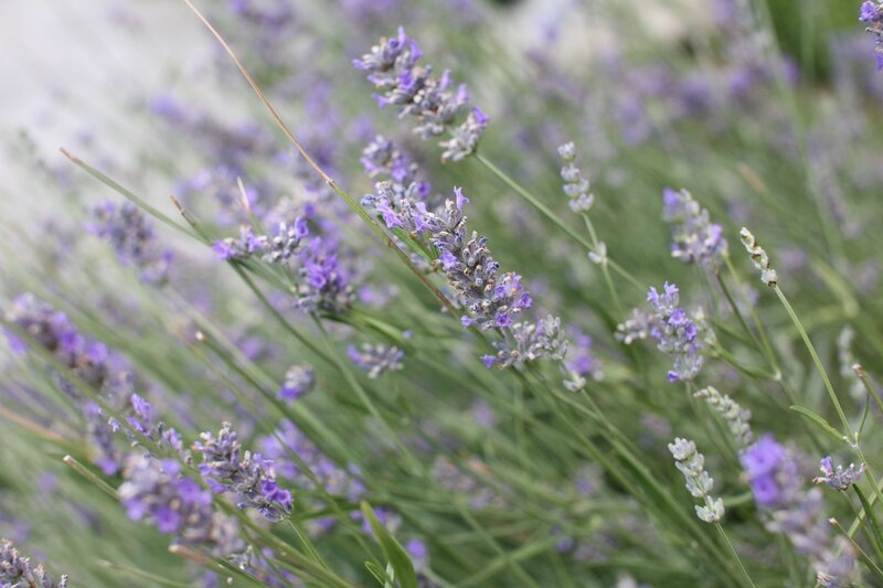 Lavender Flowers in Bloom — Purple, Calm, Summer, Photograph