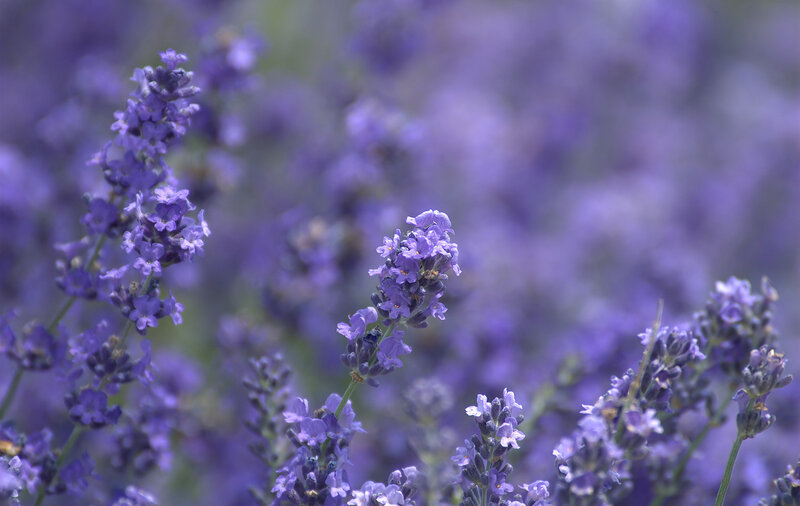 Lavender Flowers in Bloom — Purple, Calm, Summer