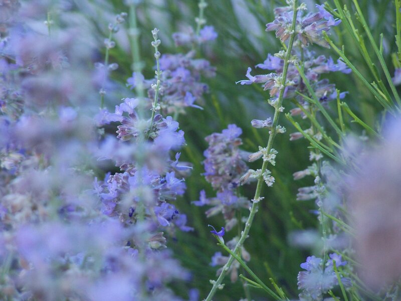 Lavender Flowers in Bloom — Purple, Calm, Sunset