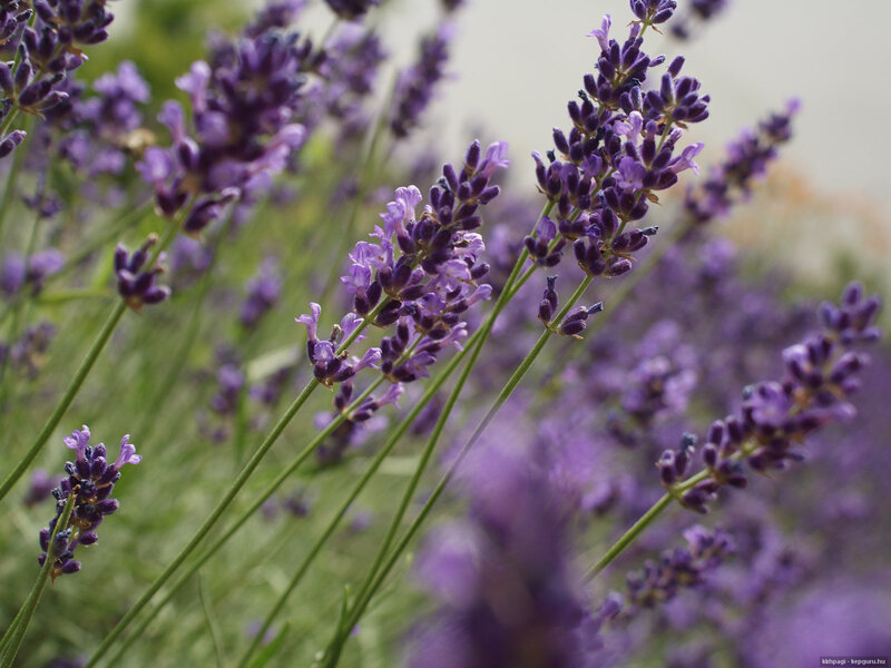 Lavender Flowers in Bloom — Purple, Calm