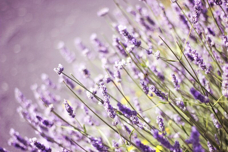 Lavender Flowers in Bloom — Purple, Serene, Afternoon