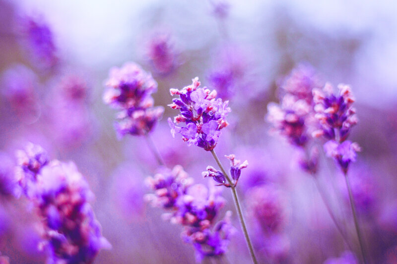 Lavender Flowers in Bloom — Purple, Serene, Spring