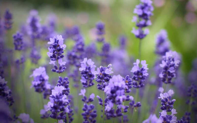 Lavender Flowers in Bloom — Purple, Serene, Summer, Photograph