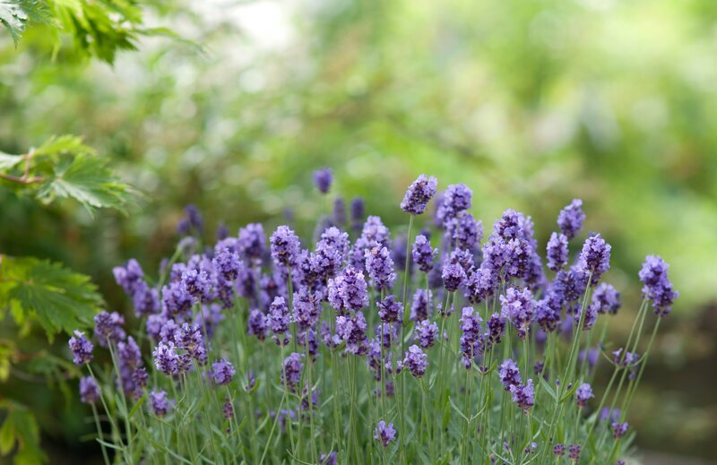 Lavender Flowers in Bloom — Purple, Serene, Summer