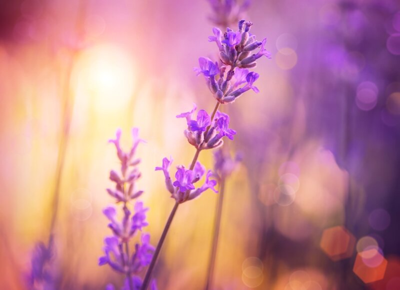 Lavender Flowers in Bloom — Purple, Serene, Sunset, Photograph