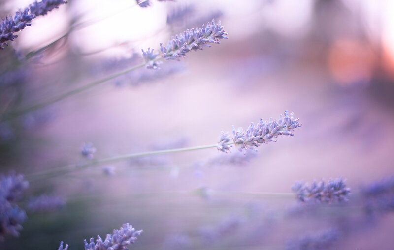 Lavender Flowers in Bloom — Purple, Serene, Sunset