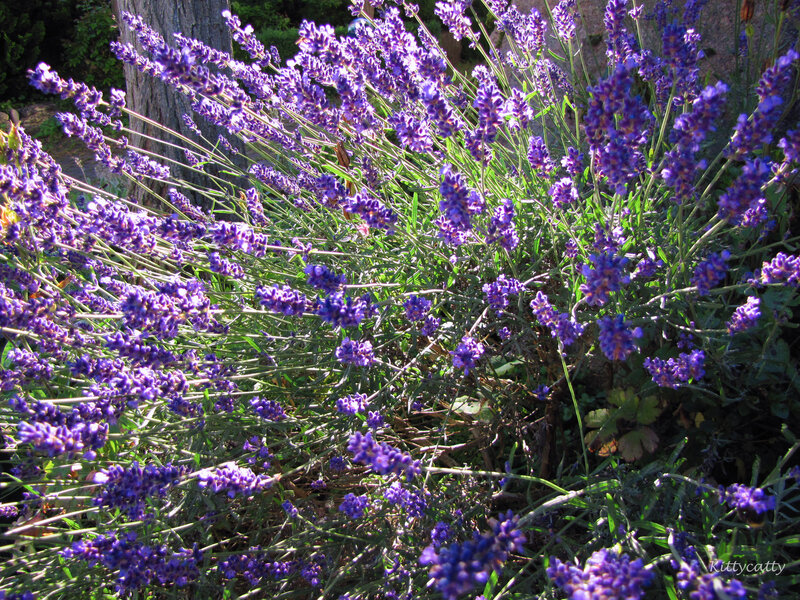 Lavender Flowers in Bloom — Purple, Serene