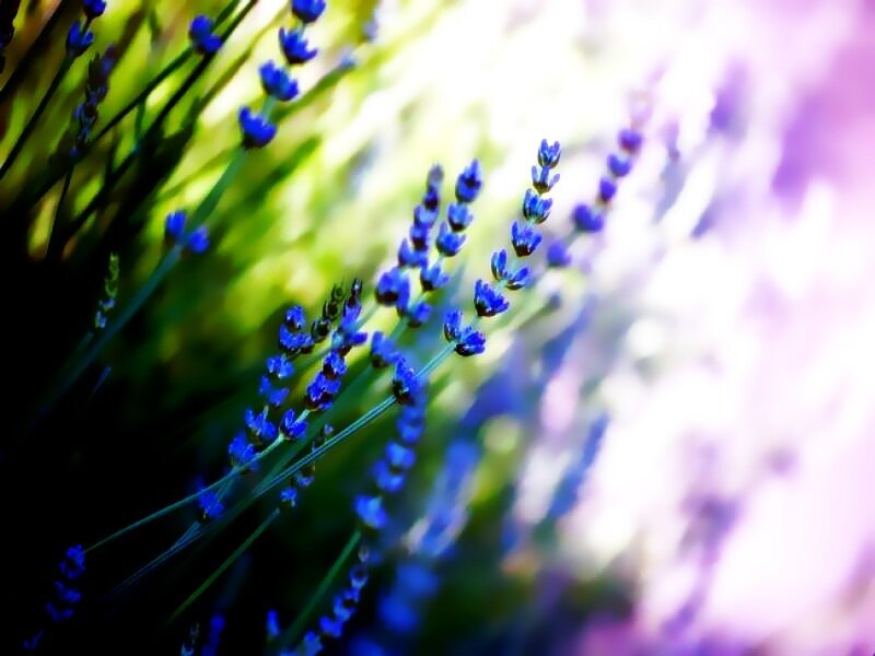 Lavender Flowers in Bloom — Purple